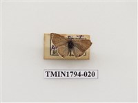 藏品(婆羅洲昆蟲)的圖片